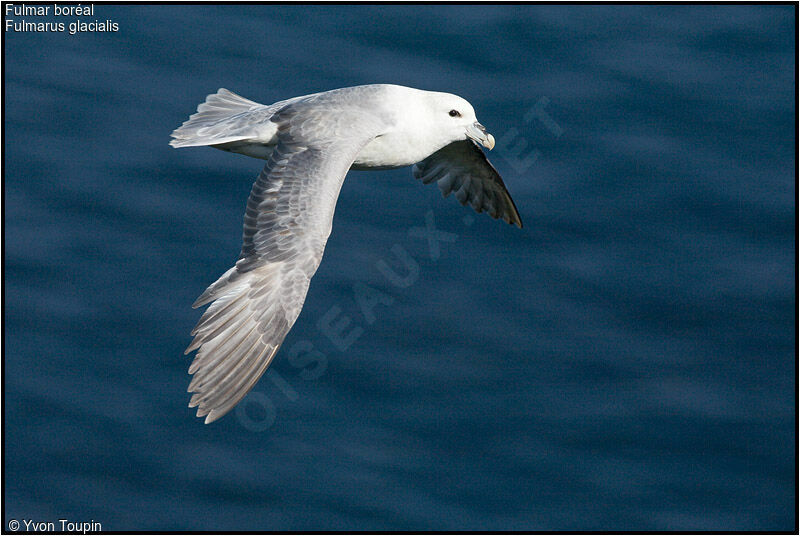 Fulmar boréaladulte, Vol