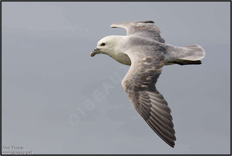 Northern Fulmaradult, Flight