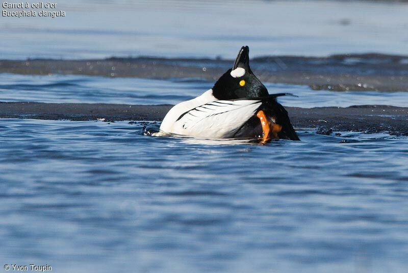 Common Goldeneye male, Behaviour