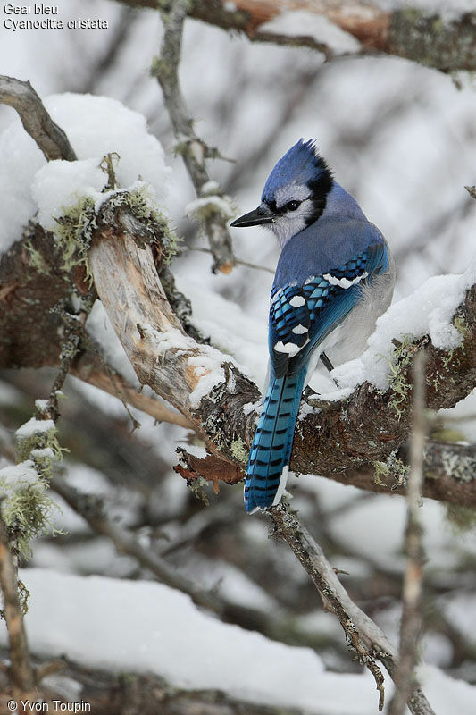 Blue Jay, identification