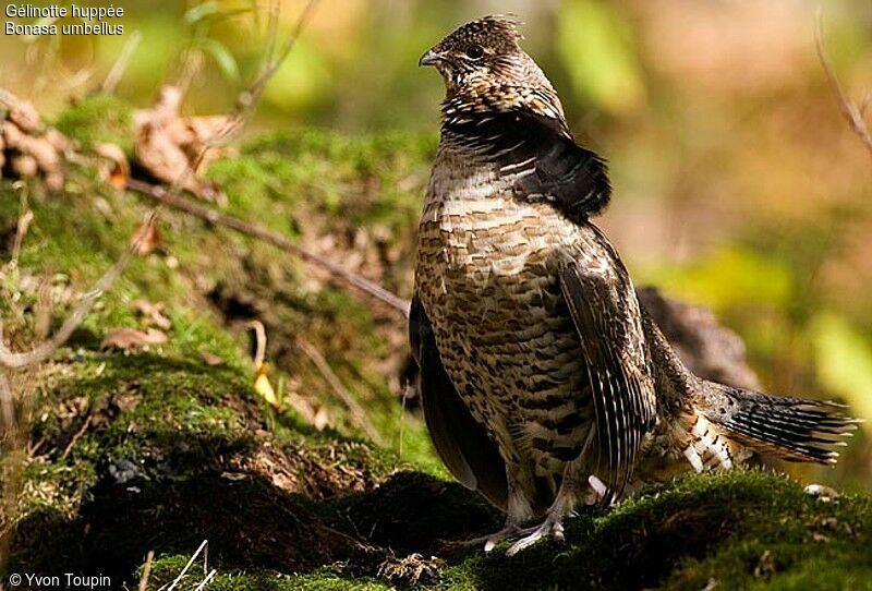 Ruffed Grouse male adult, identification