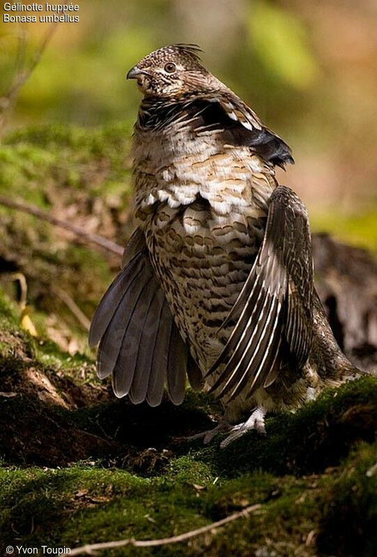 Ruffed Grouse male adult, identification