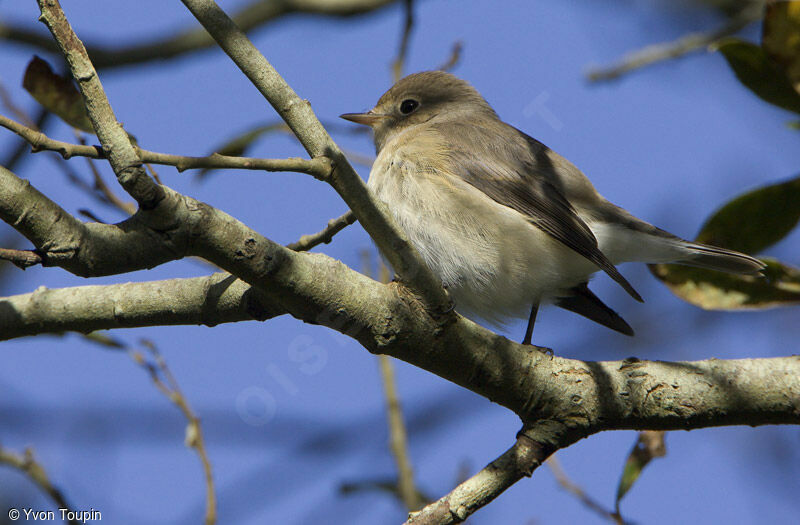 Red-breasted Flycatcher