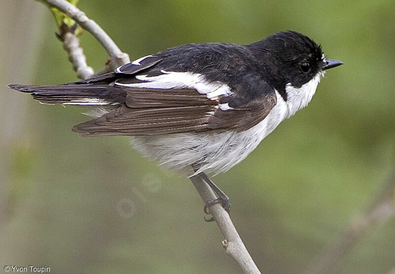 Gobemouche noir