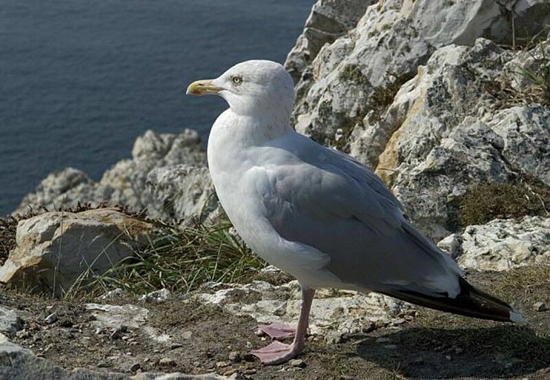 European Herring Gull