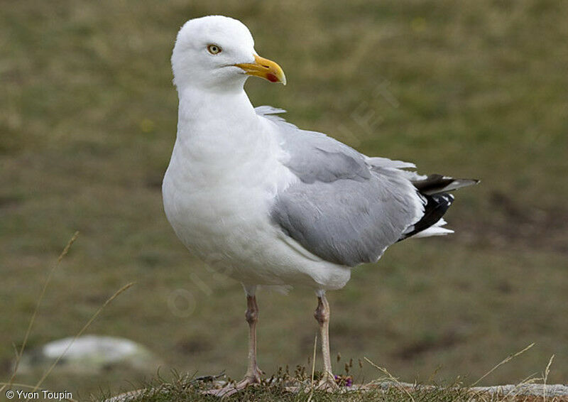 European Herring Gull