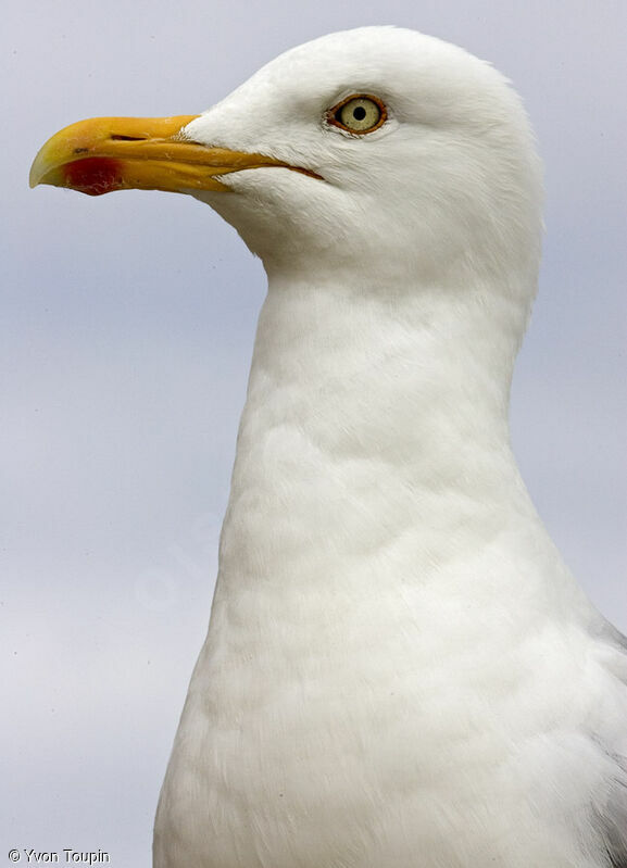 European Herring Gull