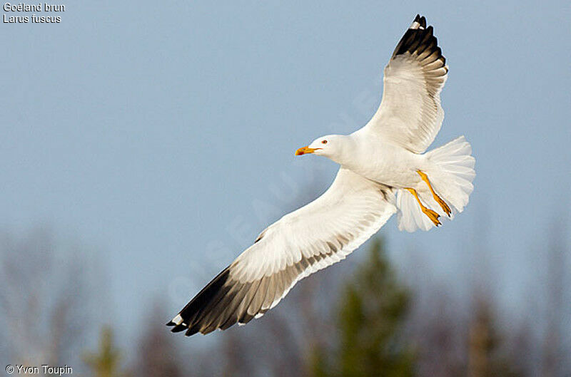 Lesser Black-backed Gull, Flight