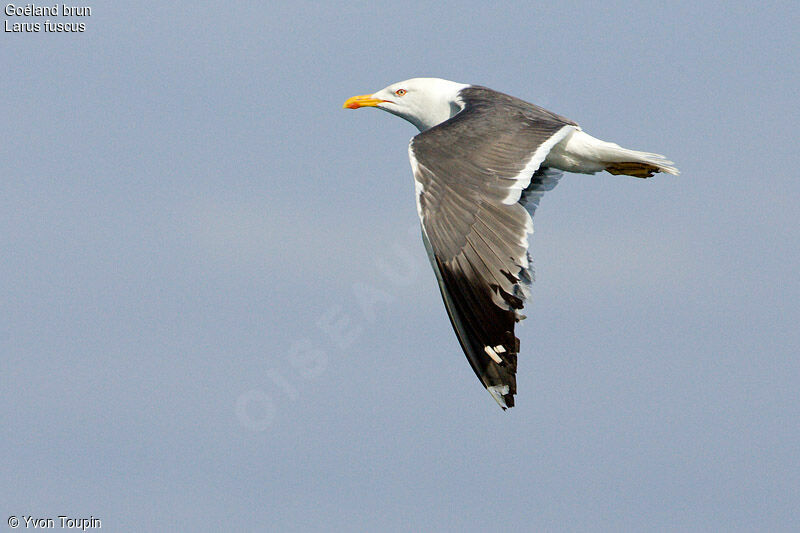 Lesser Black-backed Gull, Flight