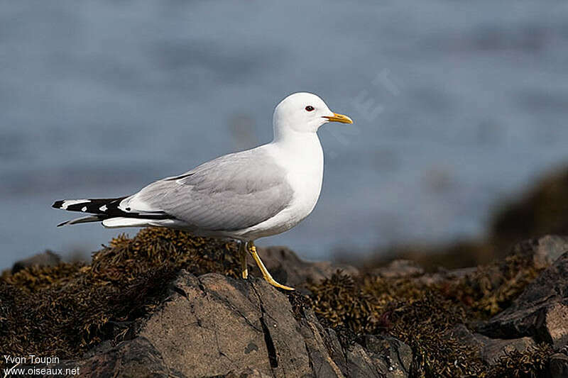 Common Gulladult breeding, identification