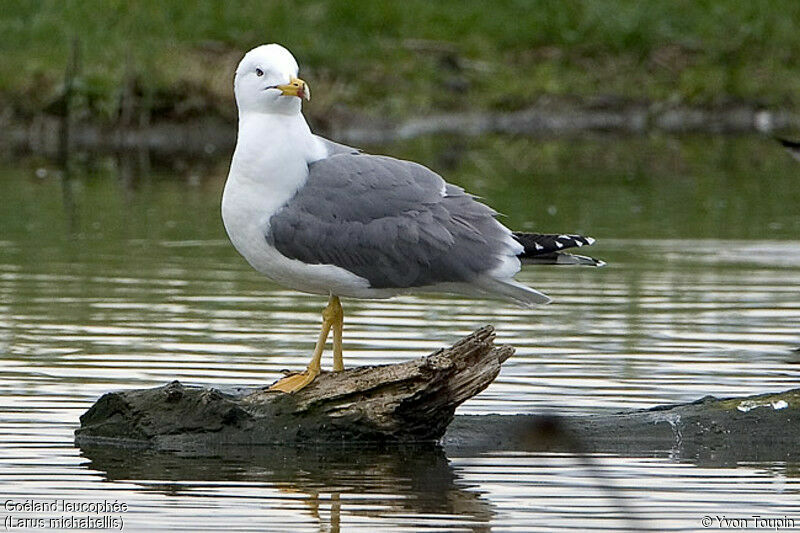 Yellow-legged Gull, identification