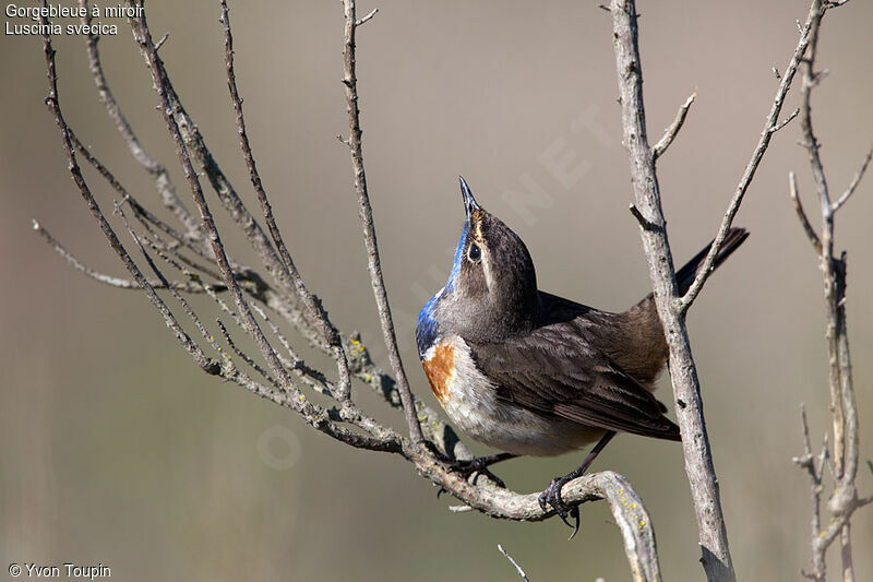 Bluethroat male