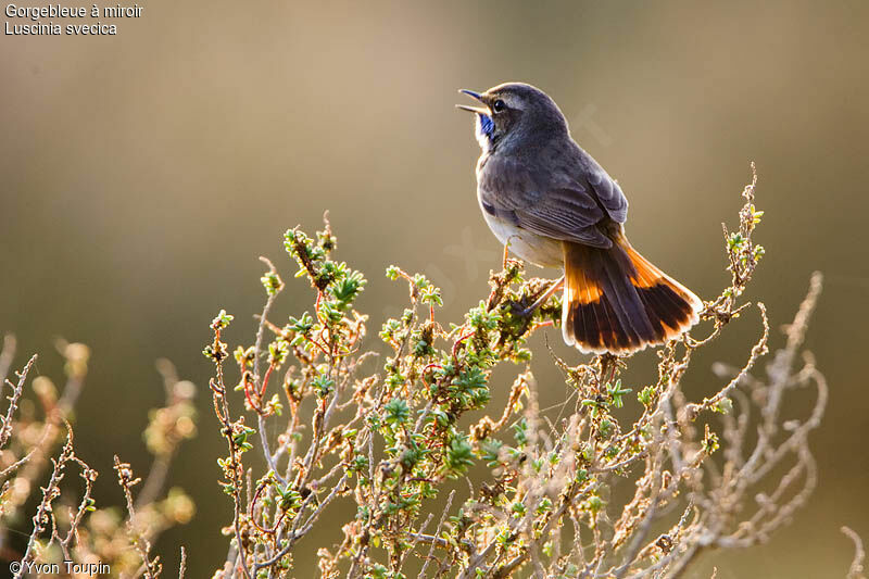 Bluethroat male, song