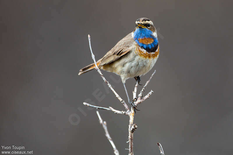 Bluethroat male adult, identification