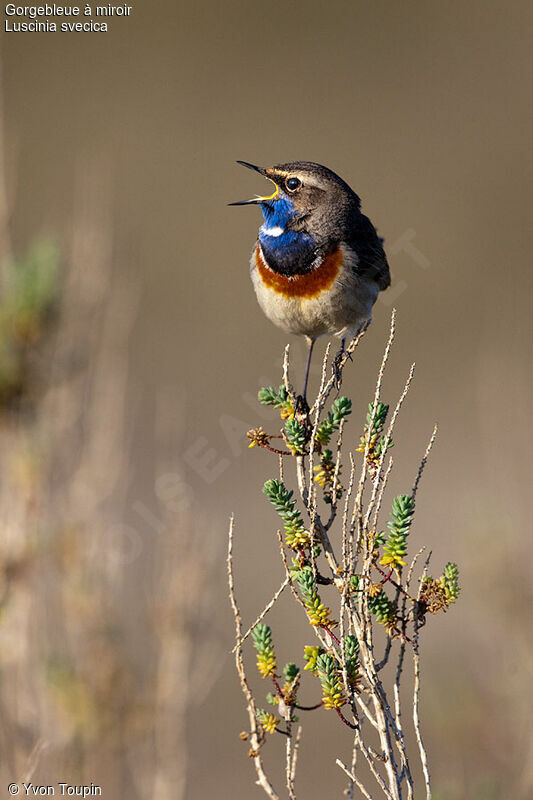 Gorgebleue à miroir mâle, chant