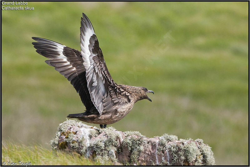 Great Skuaadult breeding, Behaviour