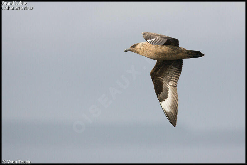 Great Skuaadult, Flight