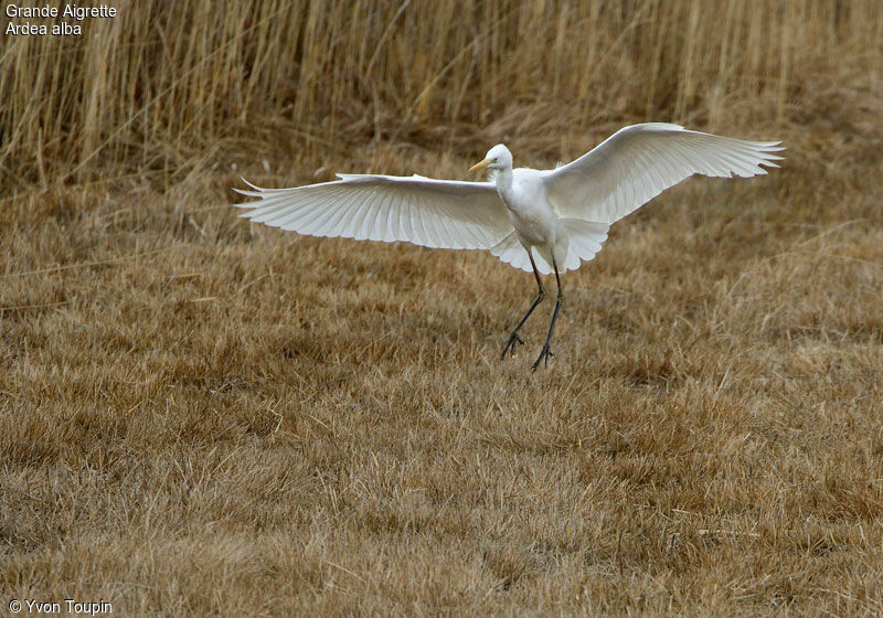 Great Egret, Flight