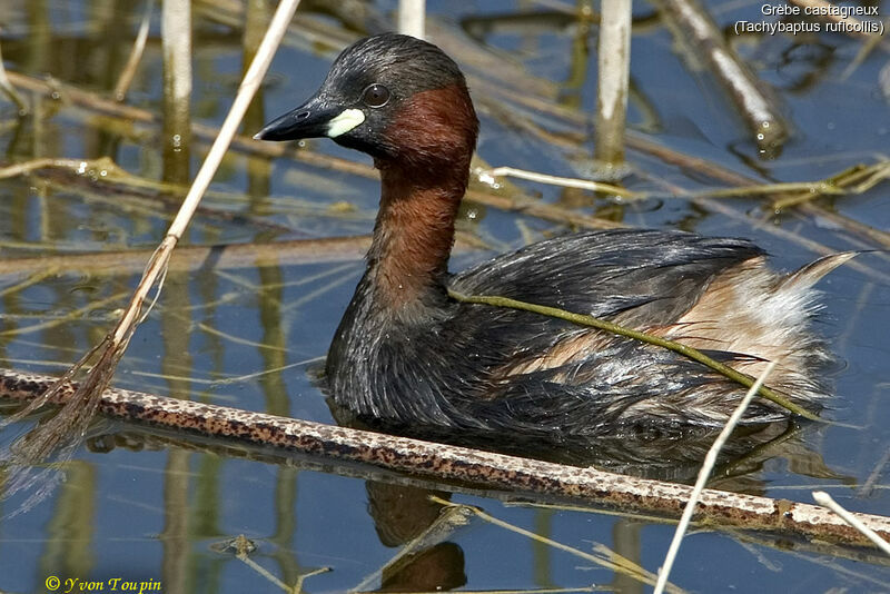 Little Grebe, identification