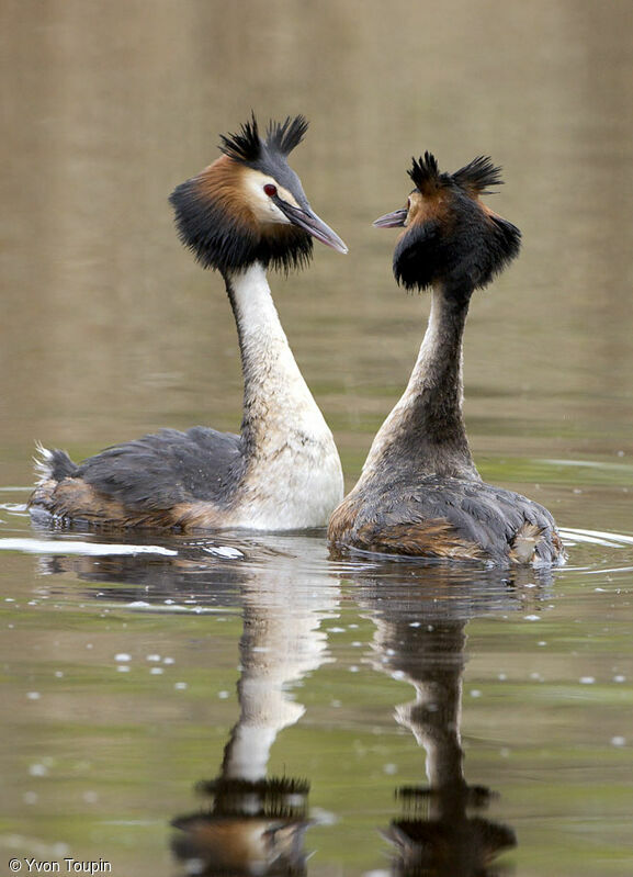 Great Crested Grebe , Behaviour