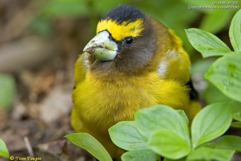 Evening Grosbeak, identification