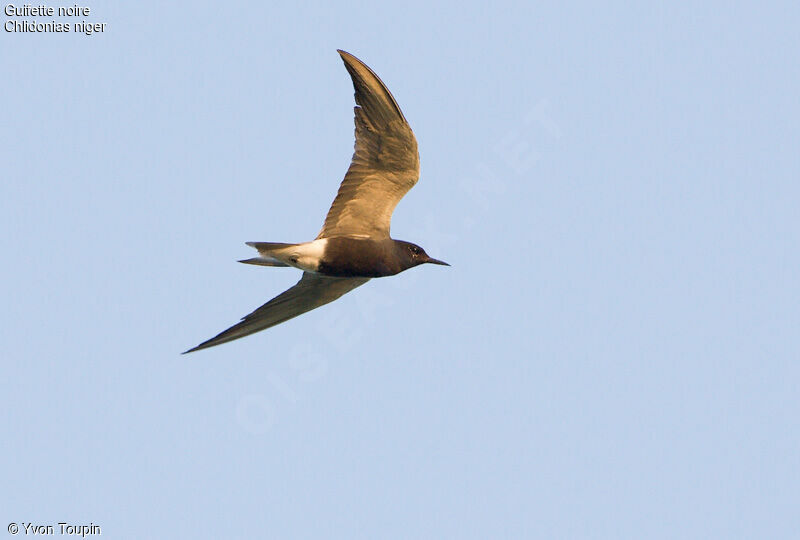 Black Tern