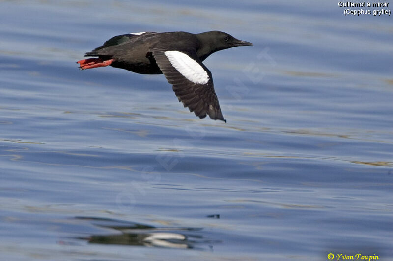 Guillemot à miroir, Vol