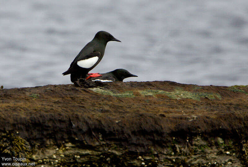 Black Guillemotadult, mating.