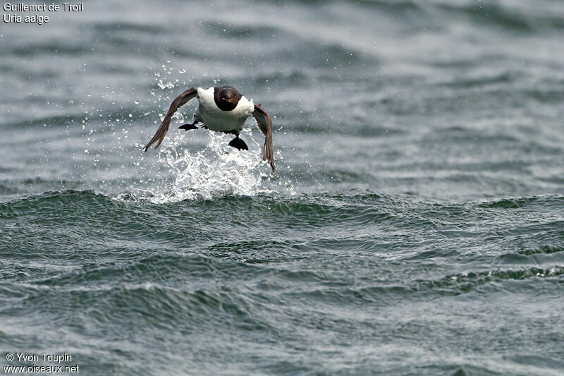 Common Murre, Flight