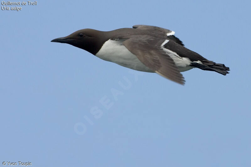 Guillemot de Troïl, identification