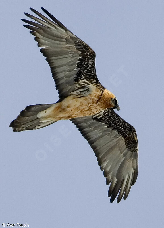 Bearded Vulture, Flight