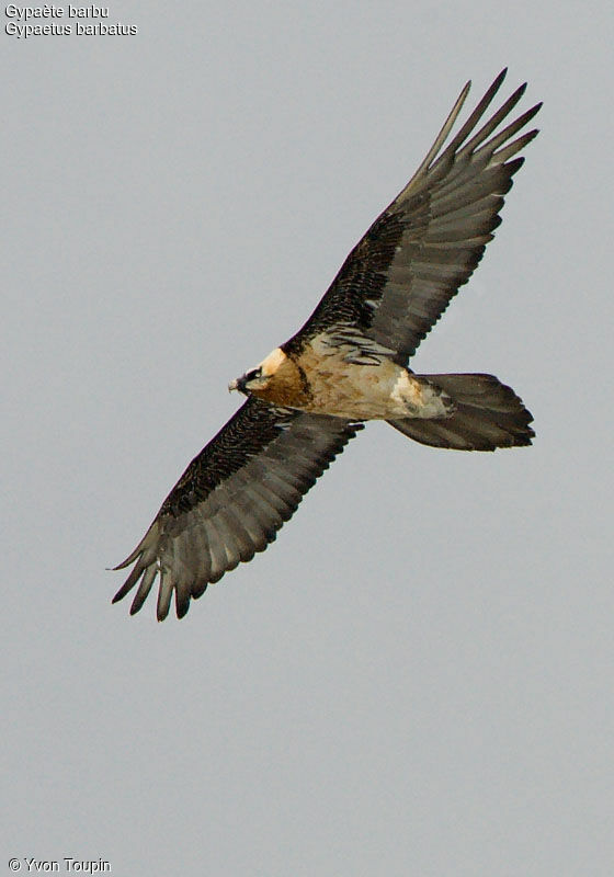 Bearded Vulture, Flight