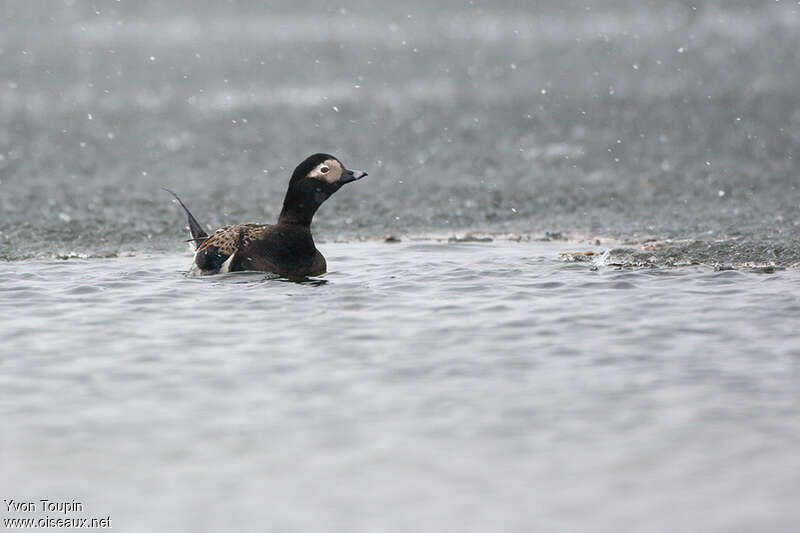 Long-tailed Duck male adult breeding, close-up portrait