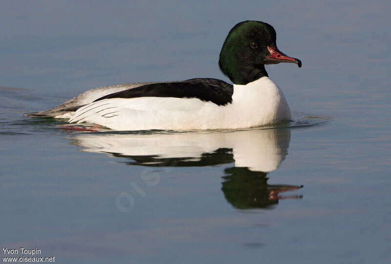 Common Merganser male adult, identification