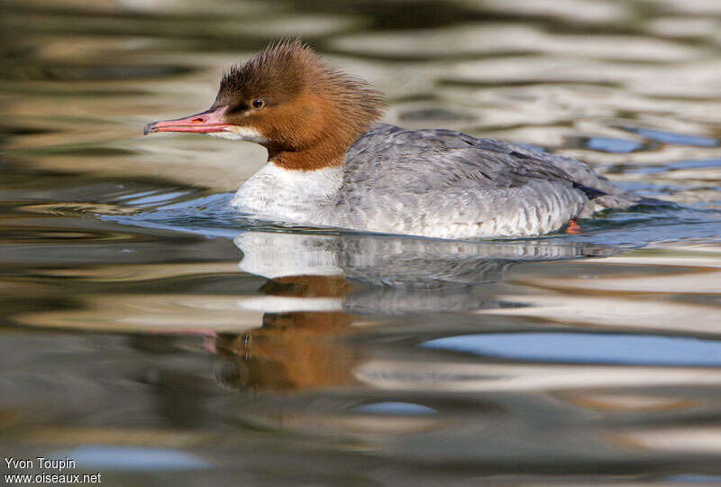 Common Merganser female, identification