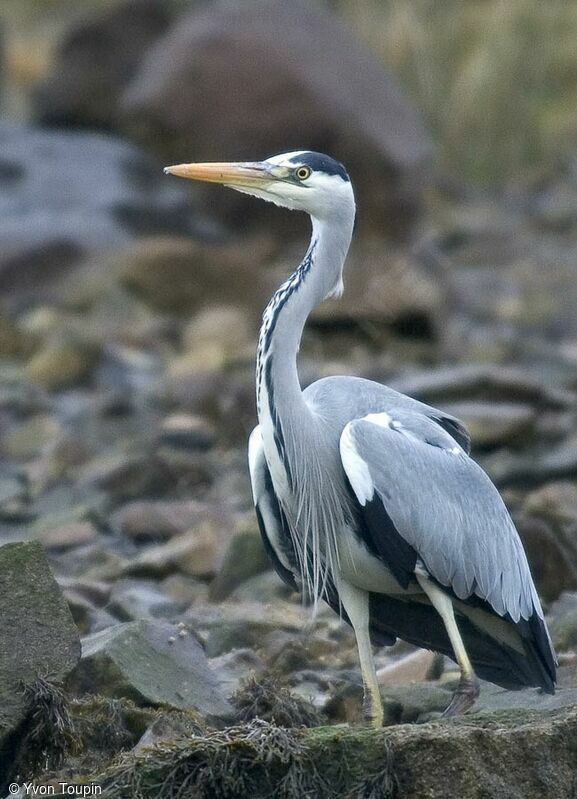 Grey Heron, identification