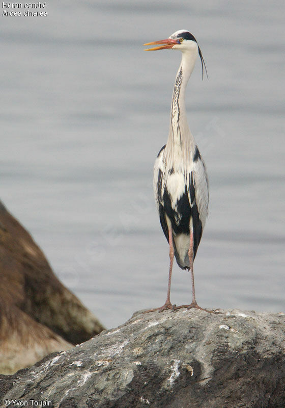 Grey Heron, song