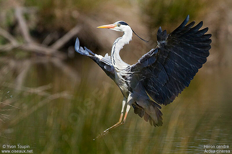 Grey Heron, Flight