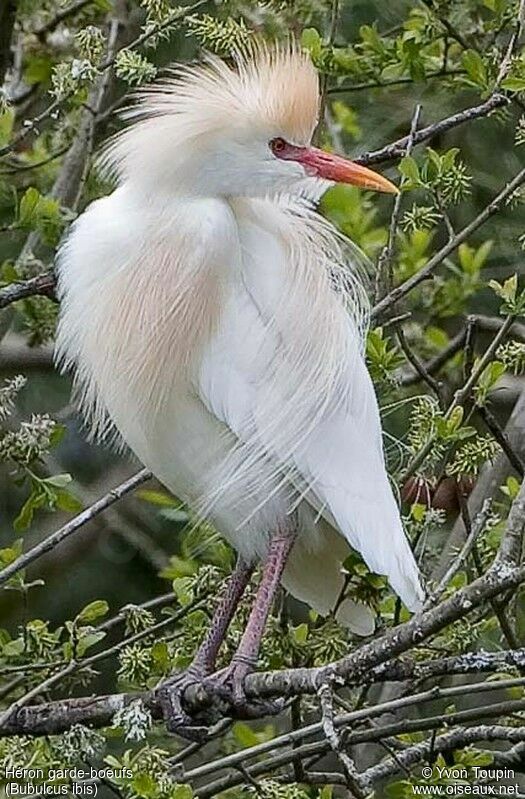 Western Cattle Egret, identification