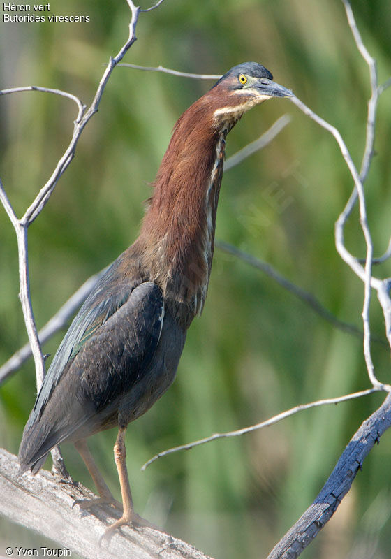 Green Heron, identification