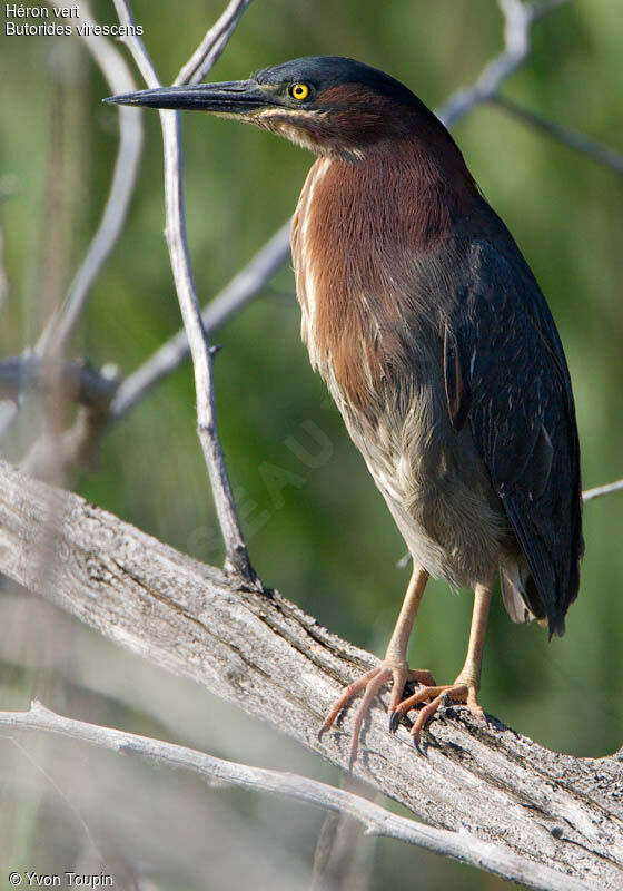 Green Heron, identification