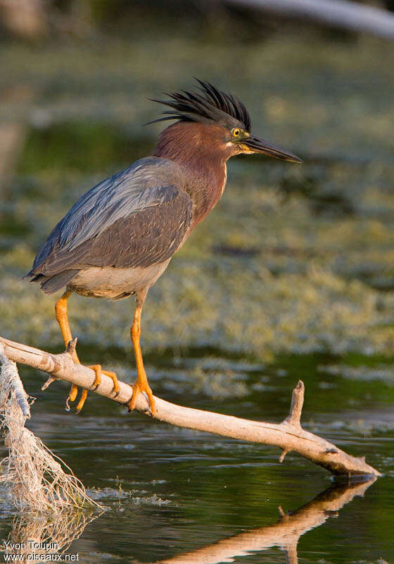 Green Heronadult, Behaviour