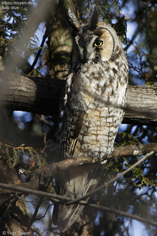 Hibou moyen-duc, identification