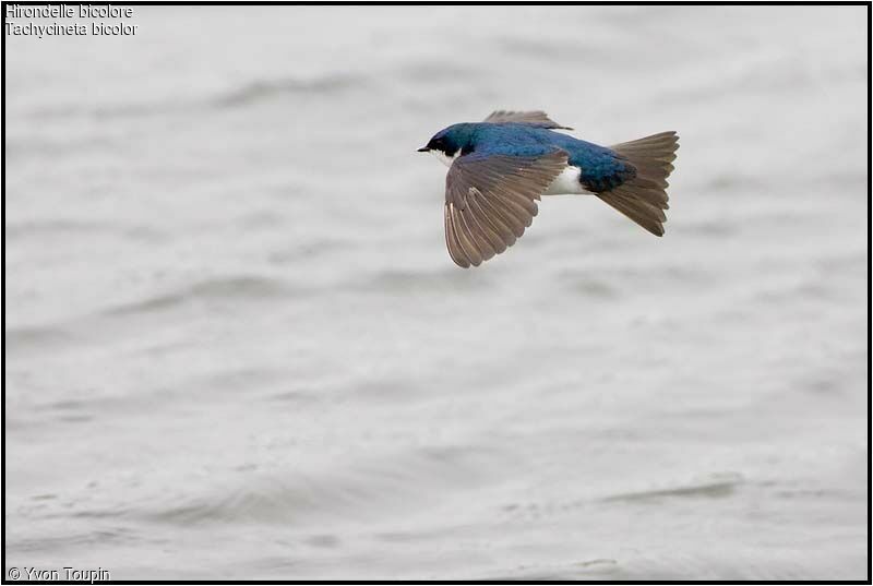 Tree Swallow, identification