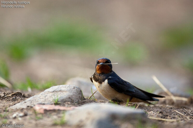 Hirondelle rustique, identification