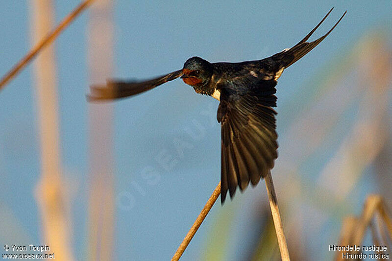 Hirondelle rustique, Vol