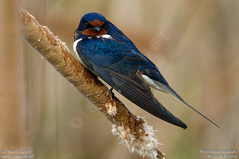 Barn Swallow, identification