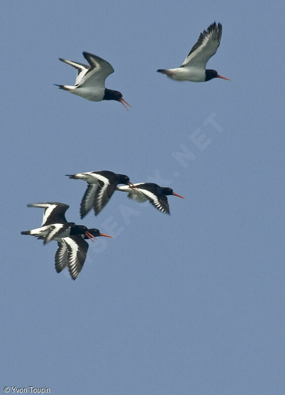 Eurasian Oystercatcher, Flight