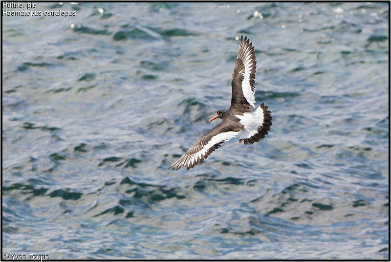 Eurasian Oystercatcheradult, Flight