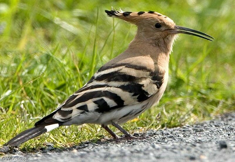 Eurasian Hoopoe, identification